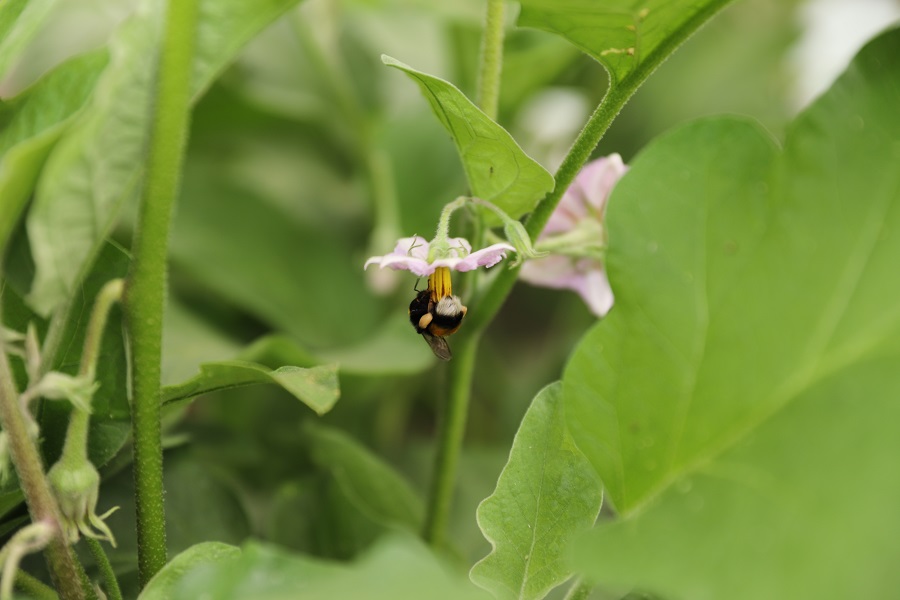 Seralara Bombus Arısı Dopingi