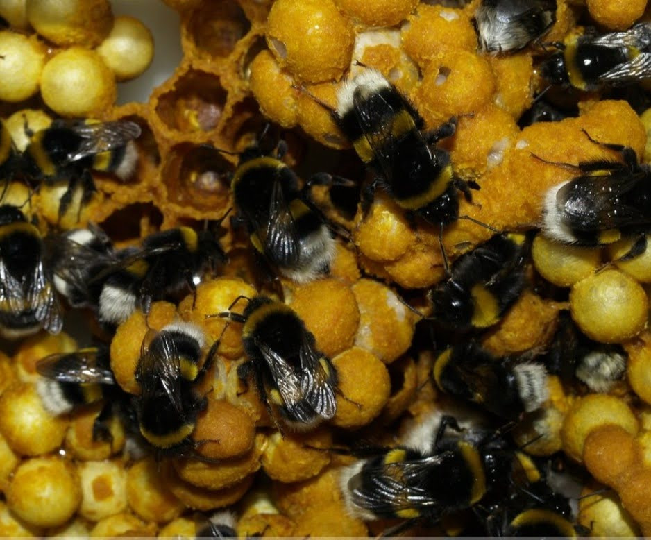 Bombus Arısı İle Seralarda Verim Artıyor Bombus Arısı İle Seralarda Verim Artıyor